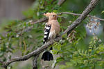 Hoopoe