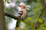 Hoopoe