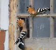 Hoopoe