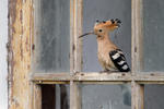 Hoopoe