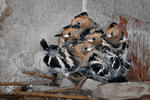 Hoopoe