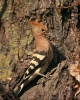 Hoopoe