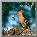 Hoopoe