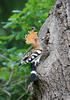 Hoopoe