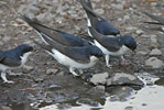 House Martin