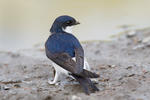 House Martin