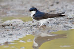 House Martin