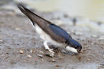 House Martin