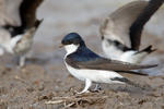 House Martin