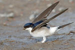 House Martin