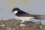 House Martin