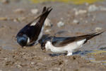 House Martin