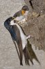 House Martin