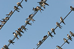 House Martin