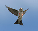 House Martin