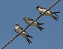 House Martin