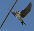 House Martin