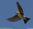 House Martin