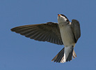 House Martin