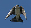 House Martin