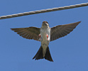 House Martin