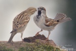 House Sparrow