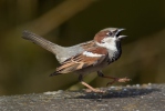 House Sparrow