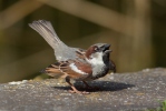 House Sparrow