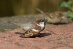 House Sparrow