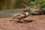 House Sparrow