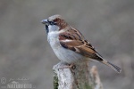 House Sparrow