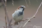 House Sparrow