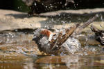 House Sparrow