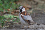 House Sparrow