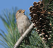 House Sparrow