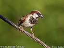 House Sparrow