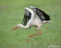 Hvid stork