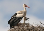 Hvid stork