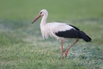 Hvid stork