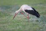 Hvid stork