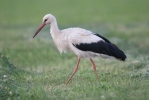 Hvid stork