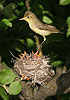 Icterine Warbler