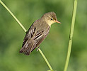 Icterine Warbler