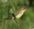 Icterine Warbler