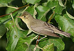 Icterine Warbler