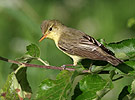 Icterine Warbler