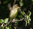 Icterine Warbler