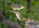 Icterine Warbler