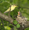 Icterine Warbler