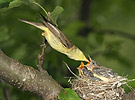 Icterine Warbler